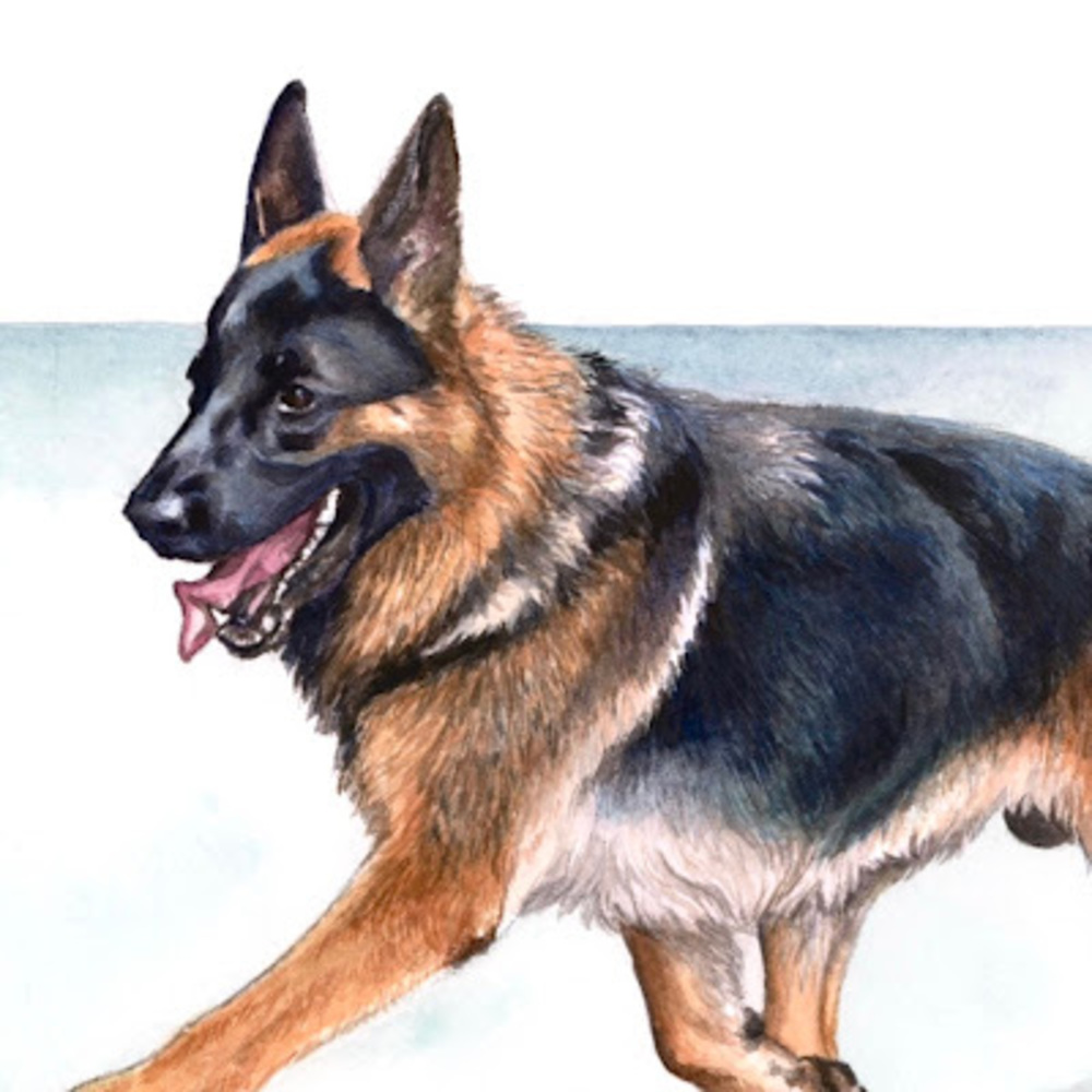 Meet your Posher, Paz